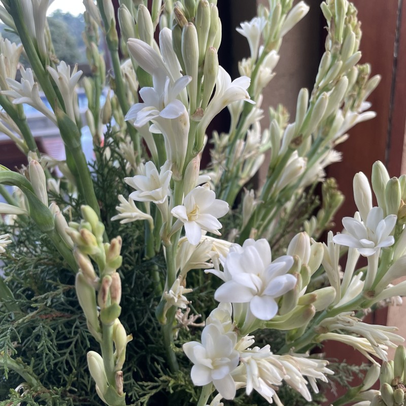 Polianthes tuberosa 'The Pearl' 