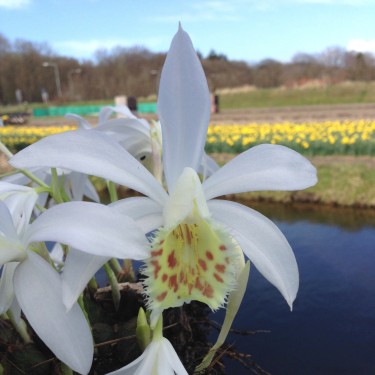Pleione formosana 'Alba'