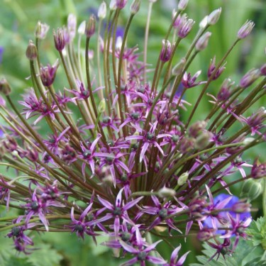 Allium 'Spider'
