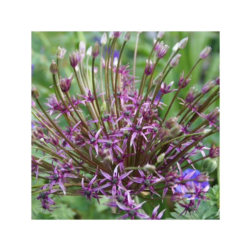 Allium 'Spider'