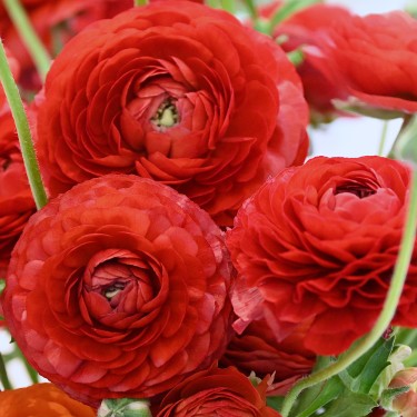 Ranunculus ELEGANCE® 'Rosso'