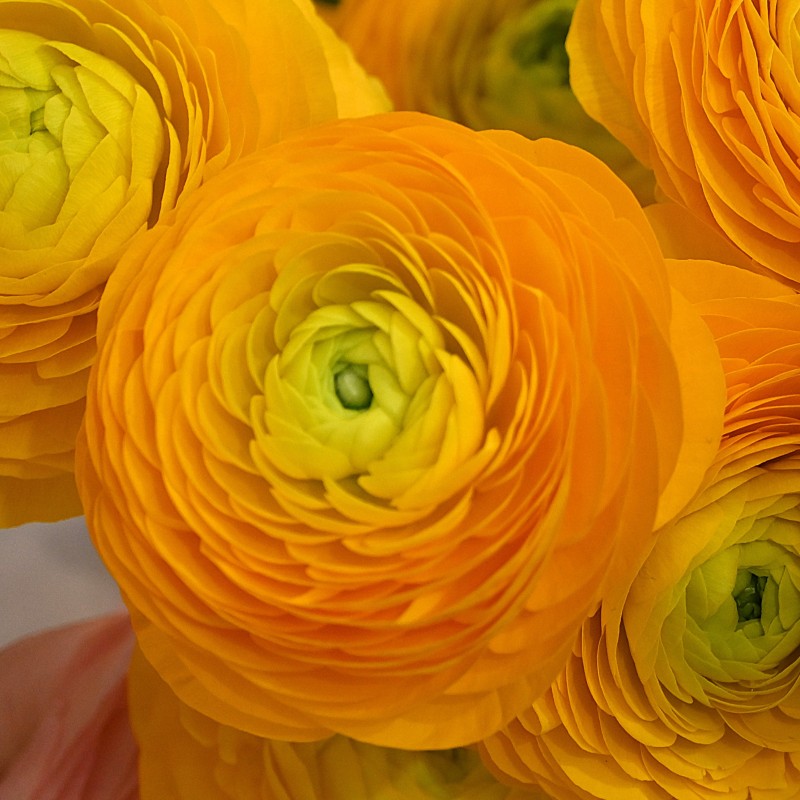 Ranunculus ELEGANCE® 'Giallo'