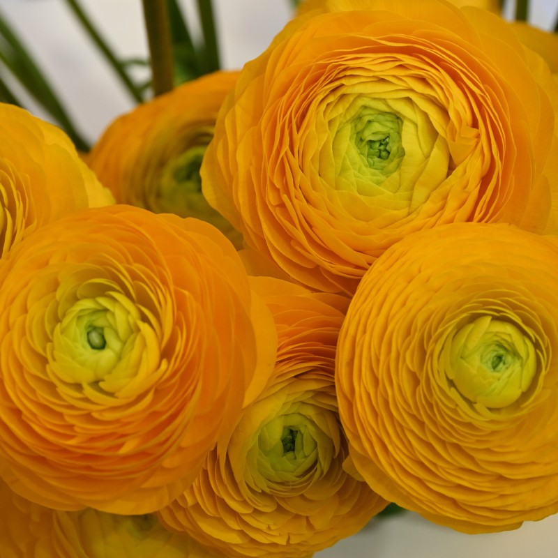 Ranunculus ELEGANCE® 'Giallo'