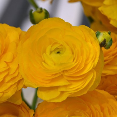Ranunculus ELEGANCE® 'Giallo'