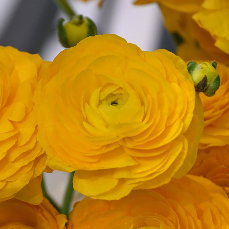 Ranunculus ELEGANCE® 'Giallo'