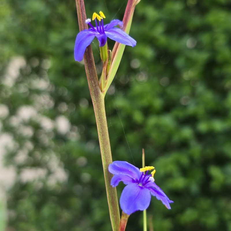 Orthrosanthus chimboracensis