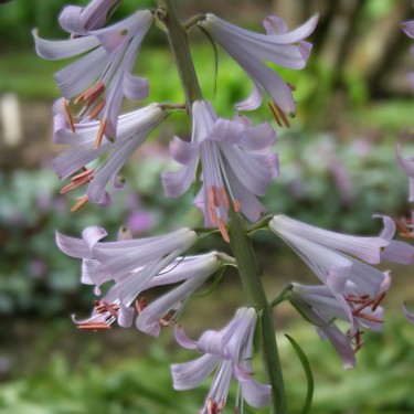 Notholirion thomsonianum