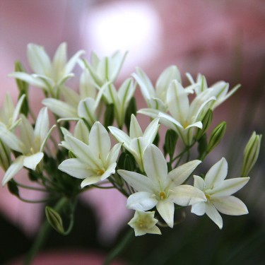 Triteleia 'Silver Queen'