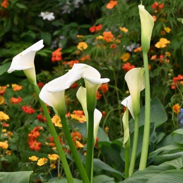 Zantedeschia aethiopica 