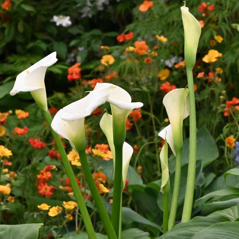 Zantedeschia aethiopica 