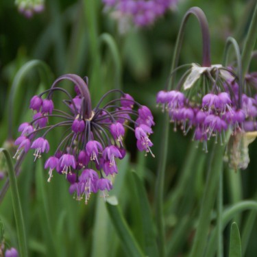 Allium cernuum