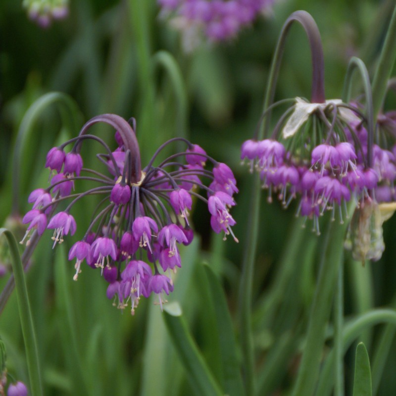 Allium cernuum