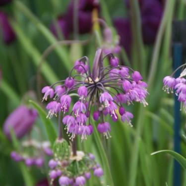 Allium cernuum