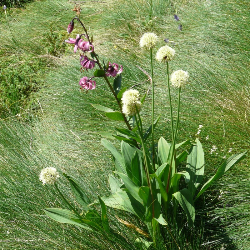 Allium victorialis
