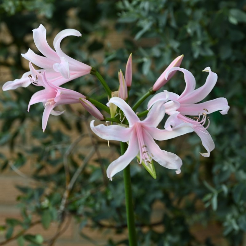 Amarine Belladiva 'Emanuelle'