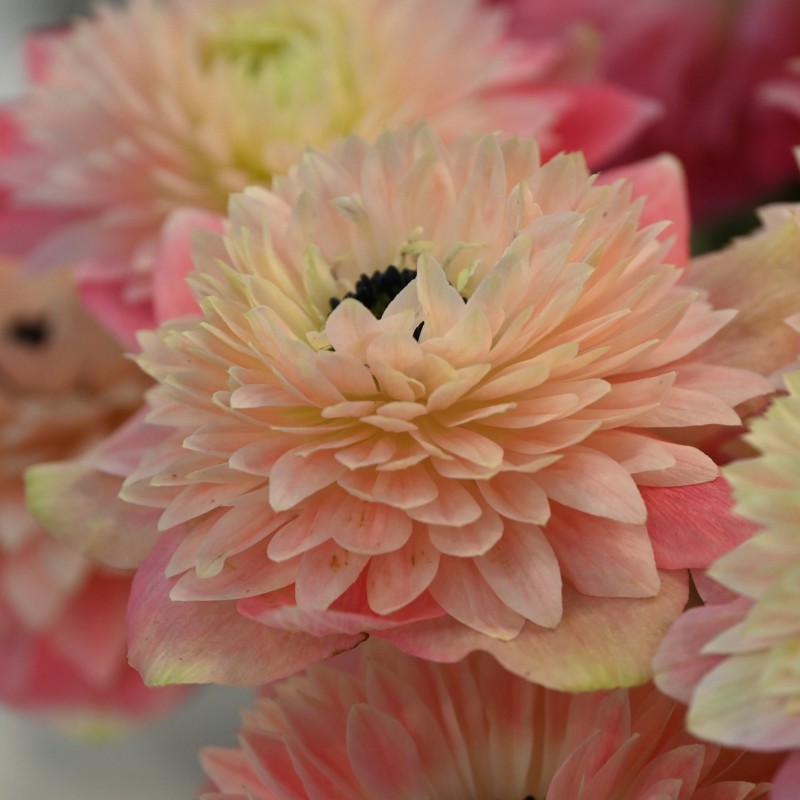 Anemone coronaria LEVANTE®-Rosa Chiaro-