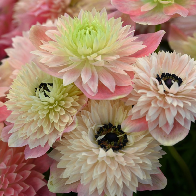 Anemone coronaria LEVANTE®-Rosa Chiaro-