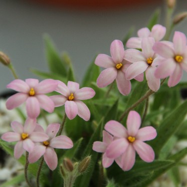 Rhodoxis 'Little Pink Pet'