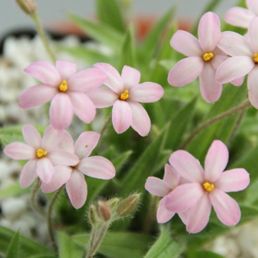 Rhodoxis 'Little Pink Pet'