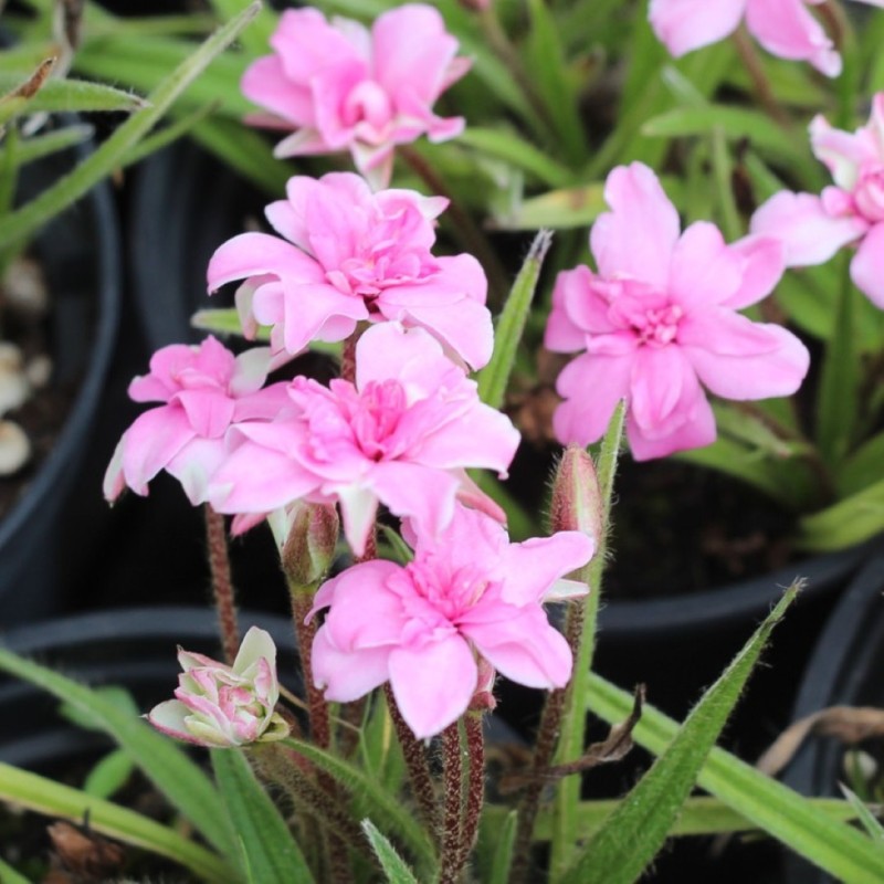 Rhodohypoxis bauri 'Lily Jean'