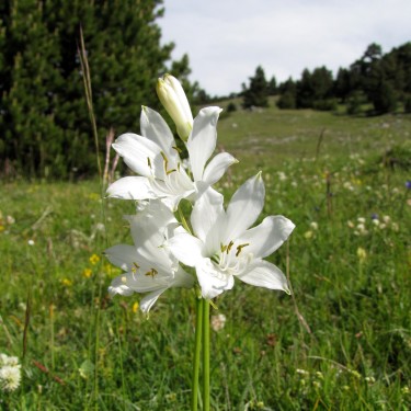 Paradisia lusitanica