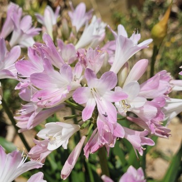 Agapanthus 'Blush Pink'