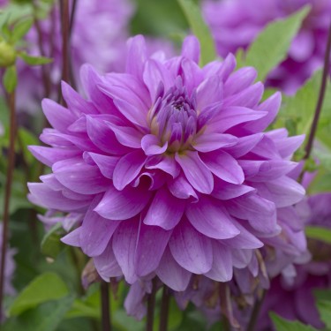 Dahlia 'Bluetiful'