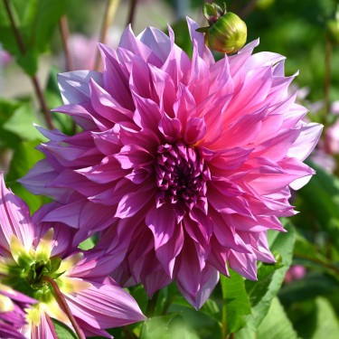 Dahlia 'Café au Lait Rosé'® 