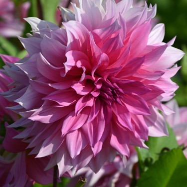 Dahlia 'Café au Lait Rosé'® 