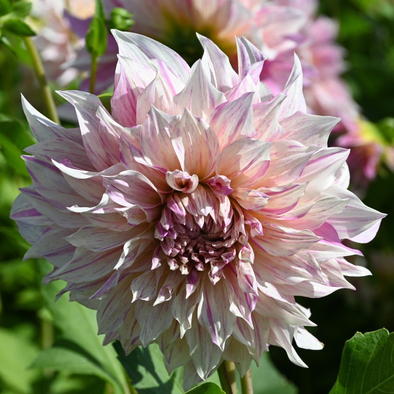 Dahlia 'Café au Lait Twist'