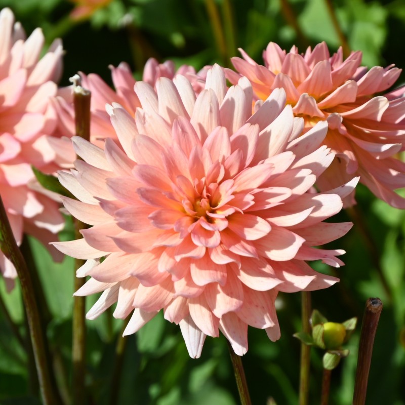 Dahlia 'Gallery Leonardo' ®