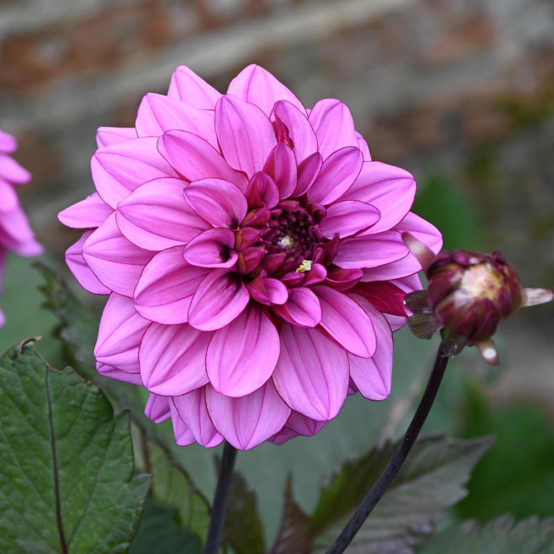 Dahlia 'Melissa Anna Marijke'