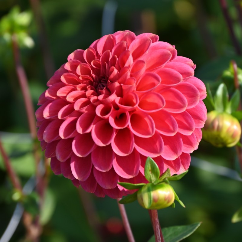 Dahlia 'Zundert Mystery Fox ®'
