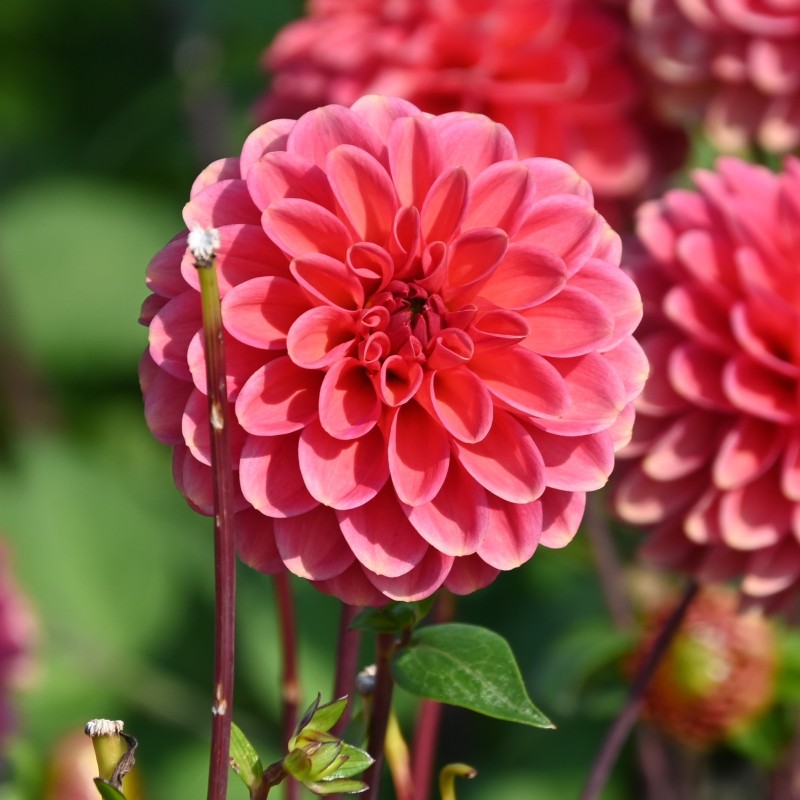 Dahlia 'Zundert Mystery Fox ®'