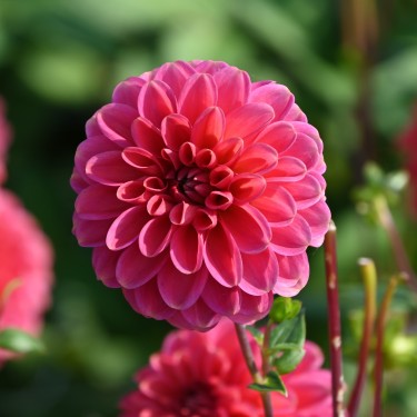 Dahlia 'Zundert Mystery Fox ®'
