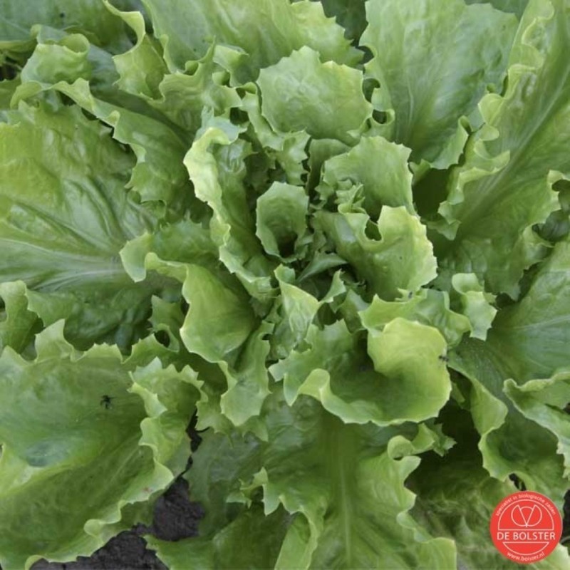 Andijvie,  Cichorium endiva 'Nummer vijf 2' -zaden-