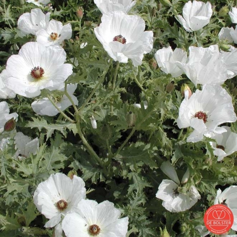 Argemone polyanthemos, Stekelpapaver -zaden-