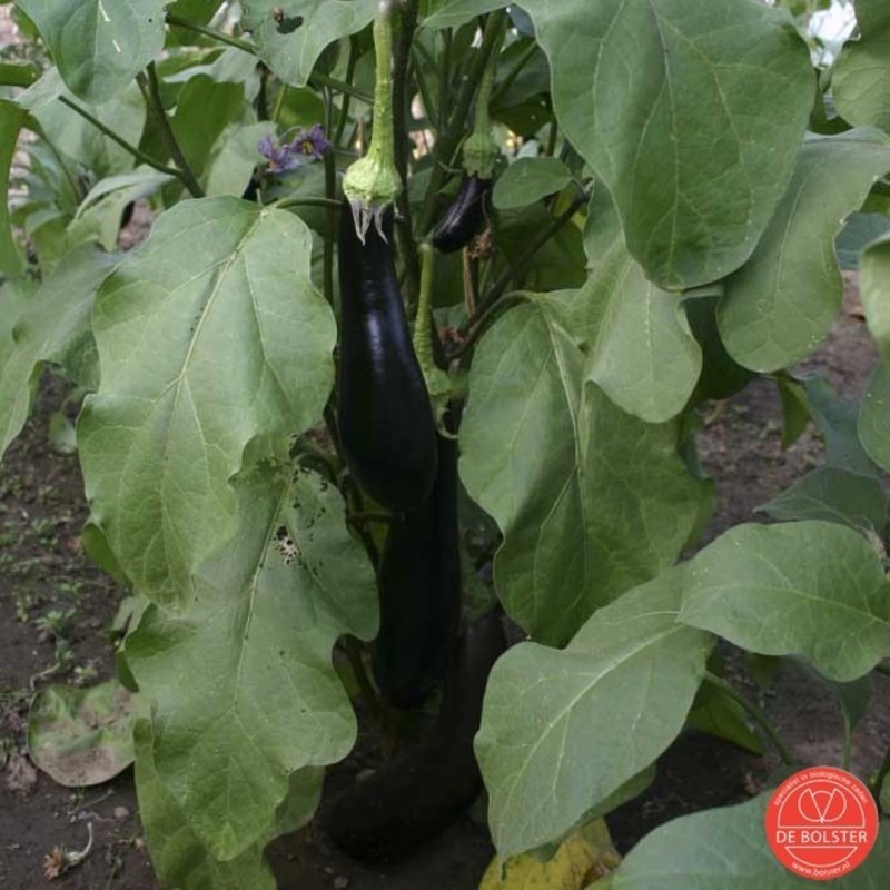 Aubergine, Solanum melongena  'Violetta Lunga 3' -zaden-