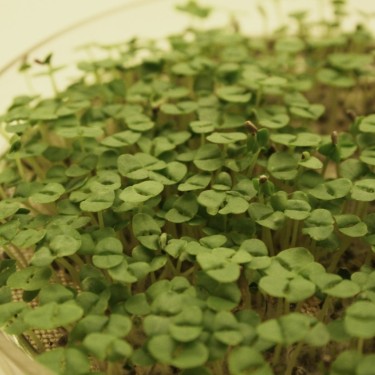 Kiemgroente Basilicumkers, Ocimum basilicum -zaden-