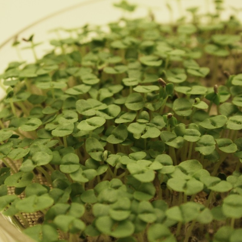 Kiemgroente Basilicumkers, Ocimum basilicum -zaden-