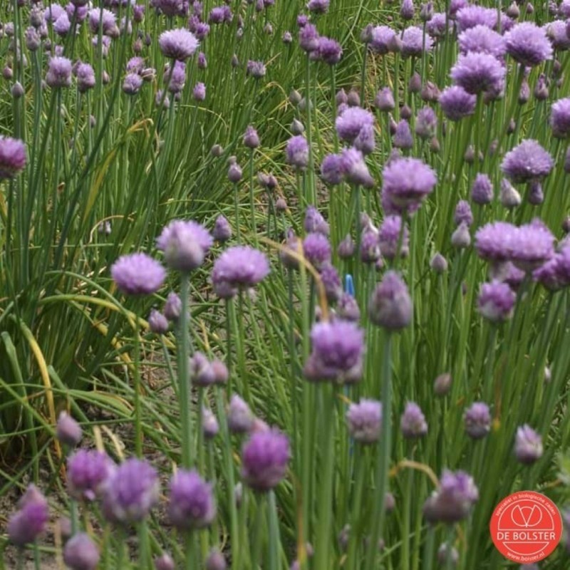 Bieslook fijn, Allium schoenoprasum -zaden-