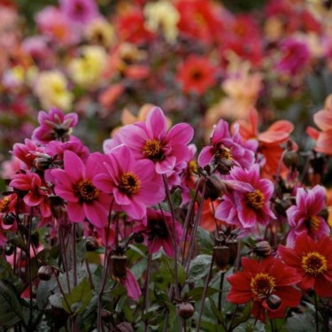 Dahlia 'Breeders Mix' -BIO-