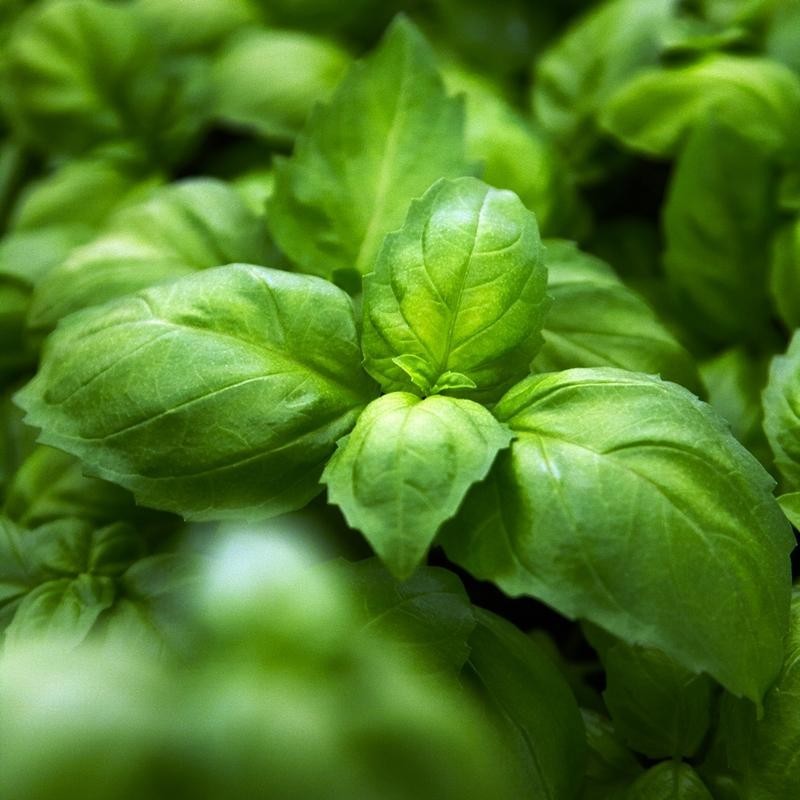 Anijsbasilicum 'Ah Nice', Ocimum basilicum -zaden-