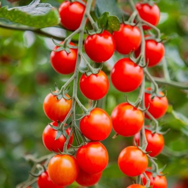 Cherrytomaat ‘Cheralita’, Solanum lycopersicum -zaden-