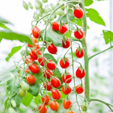 Snack Tomato 'Petita', Solanum lycopersicum -zaden-