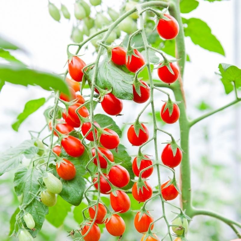 Snack Tomato 'Petita', Solanum lycopersicum -zaden-