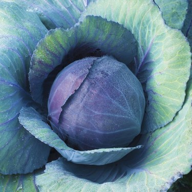 Rode kool 'Langedijker Bewaar 2', Brassica oleracea -zaden-