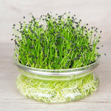 Kiemgroente Chinese bieslook, Allium tuberosum -zaden-