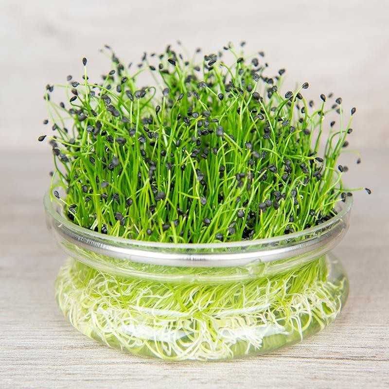 Kiemgroente Chinese bieslook, Allium tuberosum -zaden-