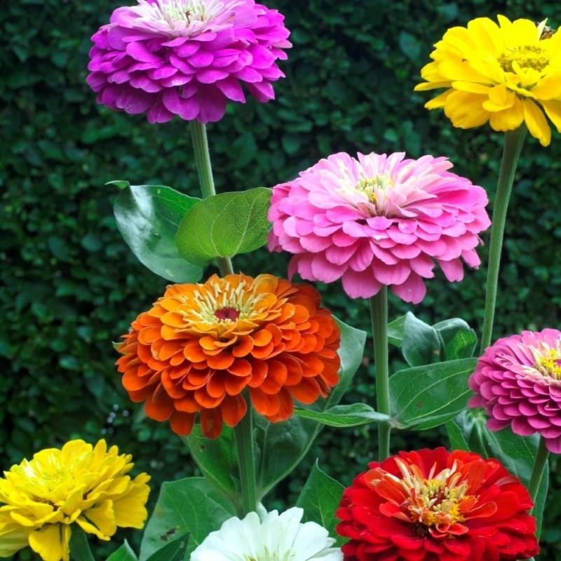 Zinnia 'Dahlia Flowered Mix' -zaden-